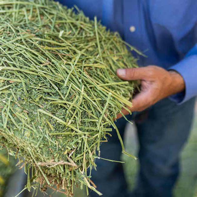 Standlee Timothy Grass Grab & Go Compressed Bale - 50 lb image number null