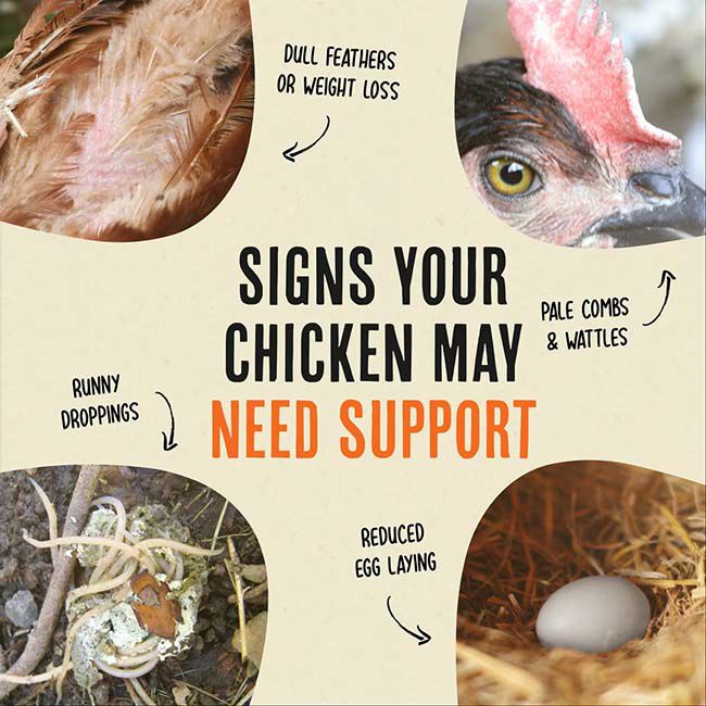 Roosty's Flock Armor - Daily Worm Defense + Gut Support with Chili & Oregano - 1 lb image number null