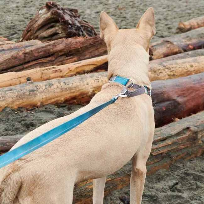 RC Pets Primary Web Training Clip Dog Collar image number null