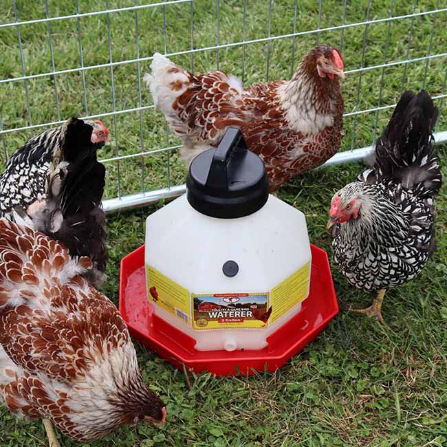 Little Giant Plastic Poultry Waterer - 3-Gallon Capacity image number null