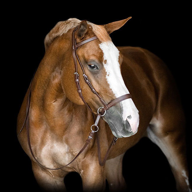Dr. Cook Bitless Beta Headstall image number null