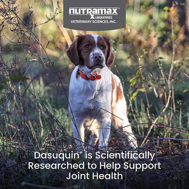 Nutramax Dasuquin for Small to Medium Dogs, Joint Health Supplement, Contains Glucosamine for Dogs, Plus Chondroitin, ASU, MSM and More, Supports Healthy Joints, Soft Chews image number null