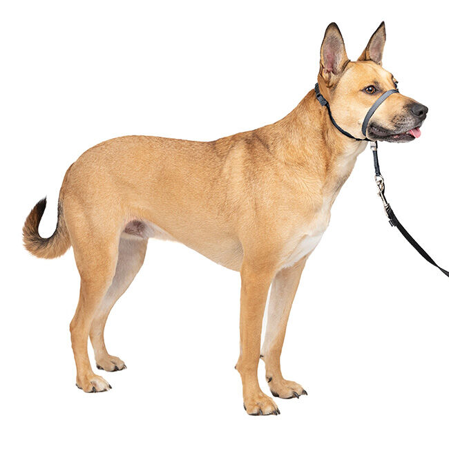 PetSafe Gentle Leader Head Collar - Black image number null