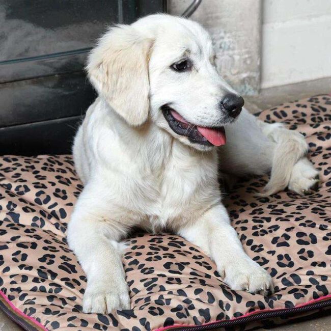 Shires Digby & Fox Waterproof Dog Bed - Leopard image number null
