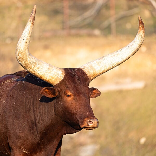 Endangered Cow Breeds: Why They Matter More Than Ever