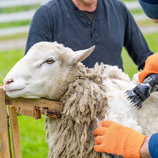 Shearing Sheep: A Timeless Tradition and Essential Practice