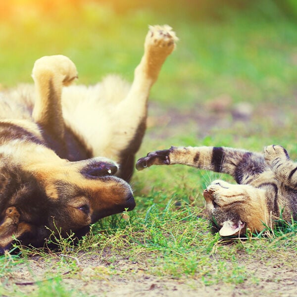 Spring Allergies in Dogs and Cats