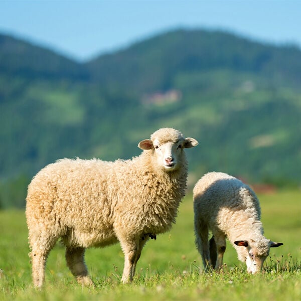 An Introduction to 11 Amazing Sheep Breeds