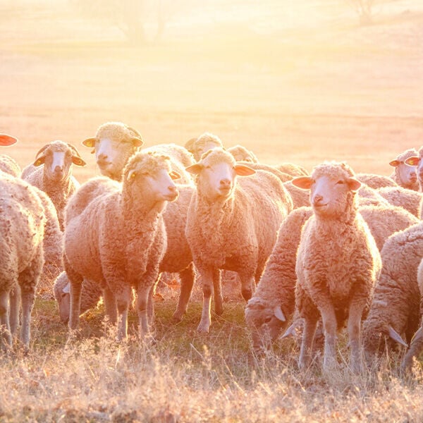 A Beginner's Guide to Everything You Need to Know About Raising Sheep