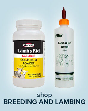 Sheep Breeding & Lambing