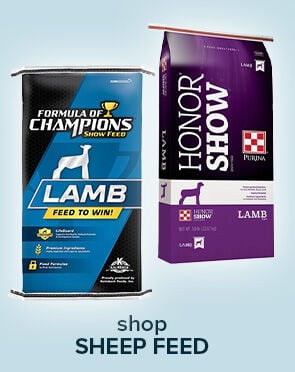 Sheep Feed