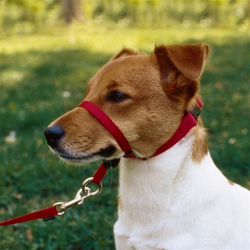PetSafe Gentle Leader Head Collar