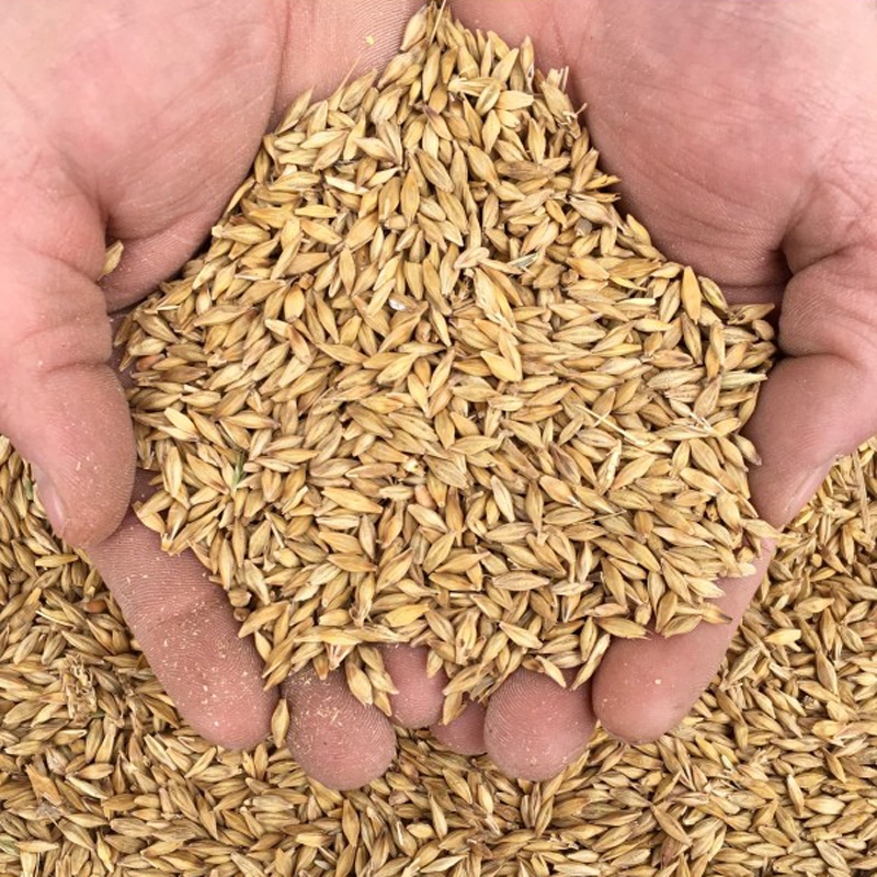 New Country Organics Whole Barley 50lb Bag