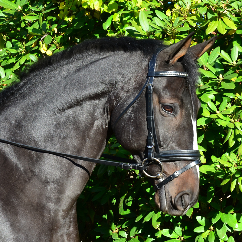 KL Select Black Oak Larkspur Dressage Bridle The Cheshire Horse